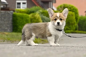 Welsh Corgi Pembroke Welpen