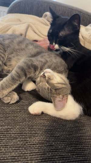 Seelen Kater suchen neues zuhause 