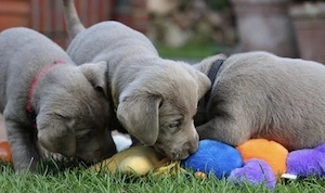 Silber Labrador Welpen 