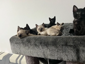 Siammix  Kitten