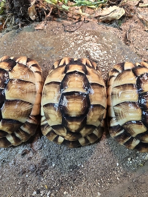 Ägyptische Landschildkröten (Testudo kleinmanni) abzugeben
