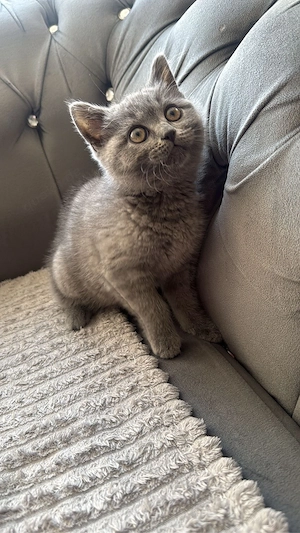 katzen baby kitten bkh reinrassig 