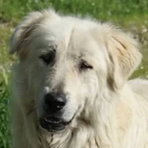 Jako,geb. ca.09 2023, lebt in GRIECHENLAND, im städt. Tierheim Serres