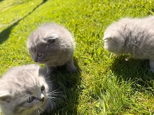 reinrassige kitten Bkh 