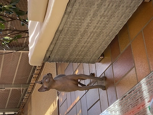 Kanadische Sphynx sucht neues Zuhause 