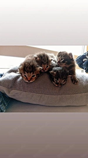 Bkh mix Kitten 