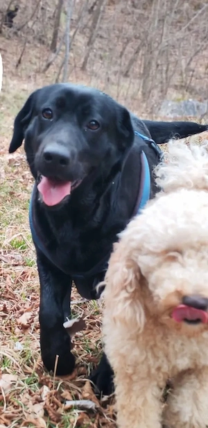 Labrador Hündin 4j schwarz 53cm 30kg FAMILIENHUND