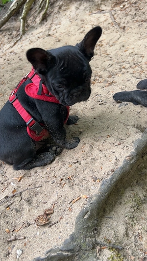französische Bulldoggen Mädchen
