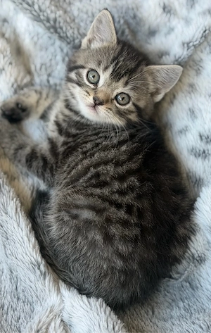 bkh kitten reinrassuf auszugsbereit
