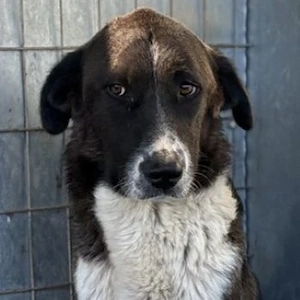 Mere, geb. ca. 03 2023, lebt in GRIECHENLAND, im städt. Tierheim Serres