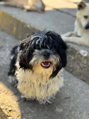Cookie - dankbare Bichon-Malteser-Mix-Dame - sucht Sicherheit