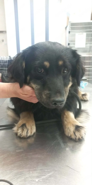 Rocco sucht erfahrene Menschen 