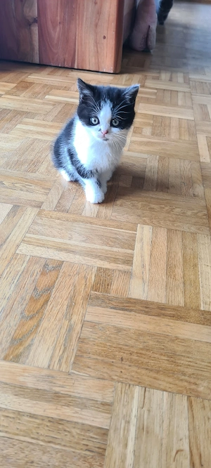 Kitten BKH