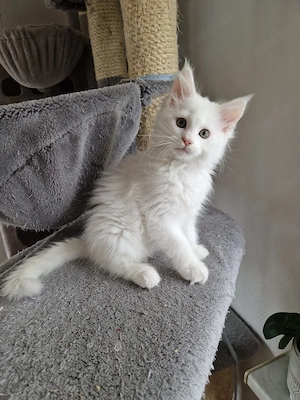 Mein Coon XXL Reinrassige  Bild 4