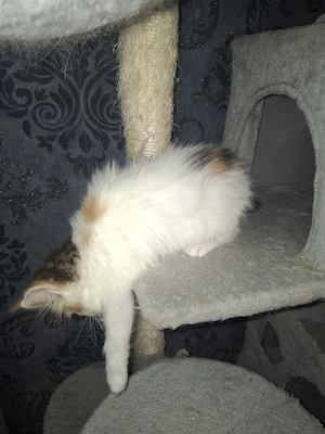 Kitten Maine Coon   Britisch Langhaar  Bild 7