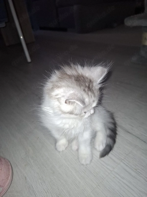 Kitten Maine Coon   Britisch Langhaar  Bild 8