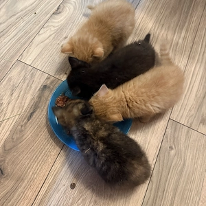 4 Katzen Baby s abzugeben in 5 Wochen 