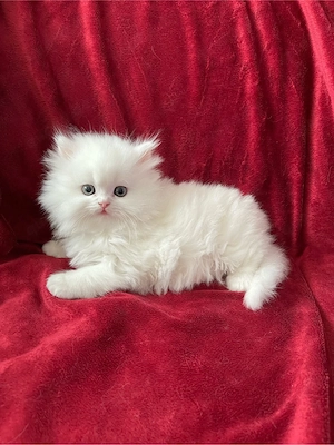 Reinrassige  Perserkätzchen  Kitten mit Nase