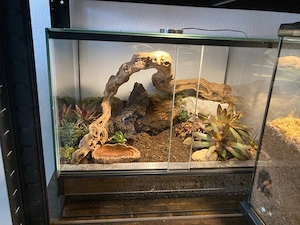 Junge Rotknie Vogelspinne Brachypelma hamorii mit neuen Terrarium