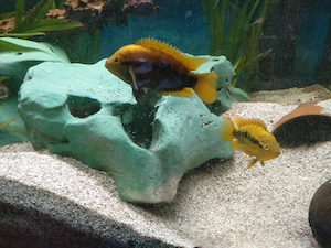 Regenbogencichlide, Herotilapia multispinosa