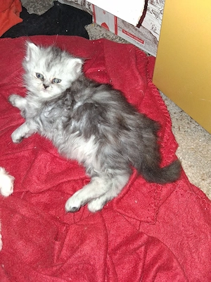 Perserkatze babies
