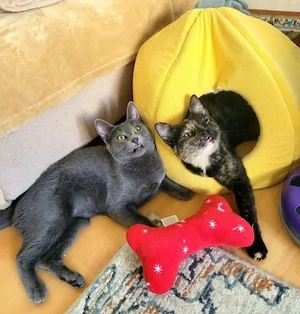 Mara & Maia Dreamteam sucht traumhafte Familie