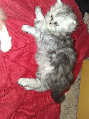 Perser Katze babies