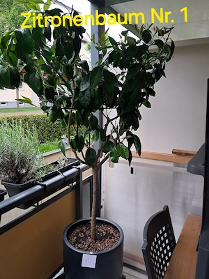 Zitronenbaum Citrus Limon 1,60 m