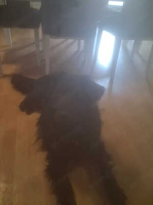 Lieber Hund abzugeben