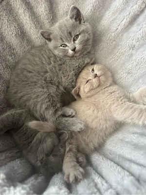    5 reinrassige BKH-Kitten suchen ihr Für-immer-Zuhause   