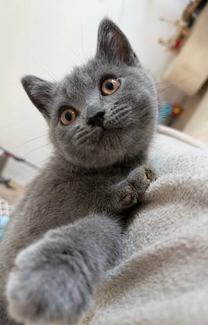 12 Wochen Bkh Kater