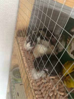 5 neugierige Ratten-Weibchen suchen gemeinsam ein liebevolles Zuhause 