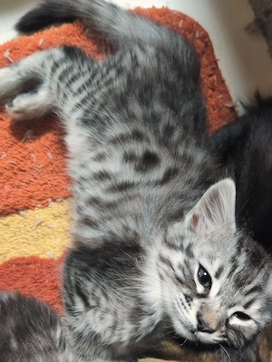 Sofatiger Cashmere Bengal x Maine Coon 