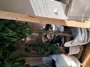 Zitronenbaum mit zerlegbaren Gewächshaus Bild 3