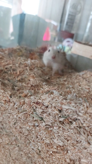 zwei Rennmaus Mädels  Bild 5