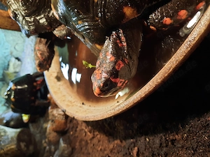 Köhlerschildkröte 