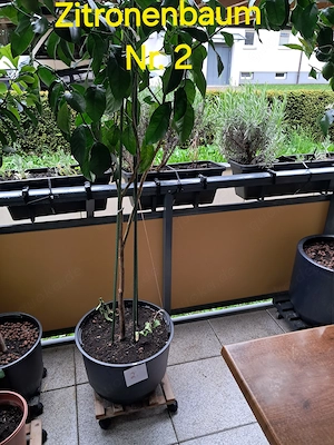 2 Zitronenbäume Citrus Limon