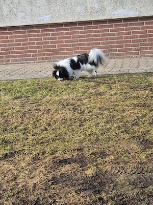 wir suchen für unsere hünsin ein tolles zuhause  Bild 4