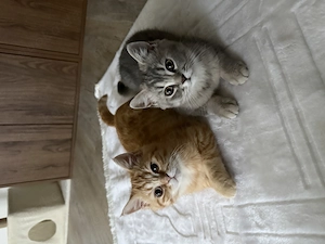BkH BLH Kitten 