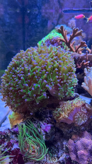 Meerwasser Euphylia 