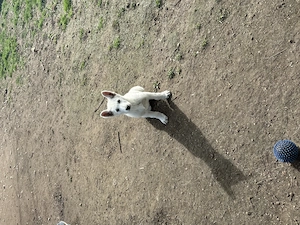Welpen schweißer Schäferhunde