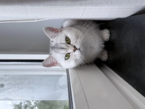Mika eine BHK in weiß 