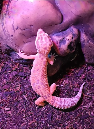 Verkaufe oder Tausche 1.2 Leopardgeckos ca 3 Jahre alt zusammen 150 
