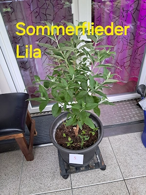 Sommerflieder   Schmetterlingsstrauch