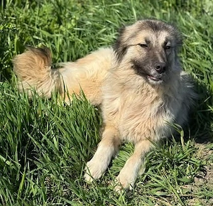 Unsere edle Prinzessin Zarah - ist menschenbezogen und aktiv Bild 8