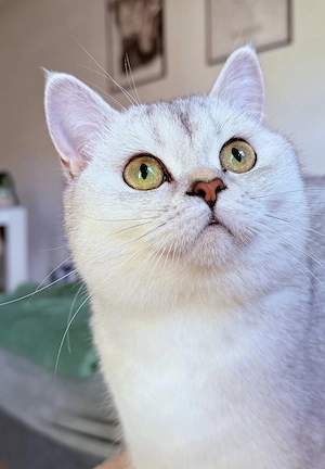 Britische Kurzhaarkatze 