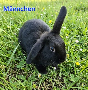 Zwergkaninchen babys