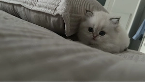 Bkh kitten weiss