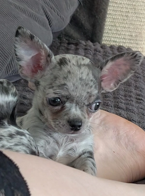 Zwei Chihuahua Rüden. Bild 2