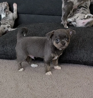 Zwei Chihuahua Rüden. Bild 3
